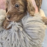 Cocker Spaniel (Working & Show) - Both