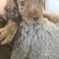 Cocker Spaniel (Working & Show) - Both