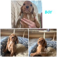 Cocker Spaniel (Working & Show) - Both