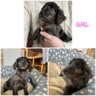 Cocker Spaniel (Working &amp; Show) - Both