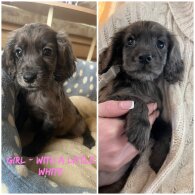 Cocker Spaniel (Working &amp; Show) - Both