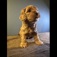 Maltipoo - Both