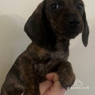 Dachshund (Standard & Miniature) - Bitches