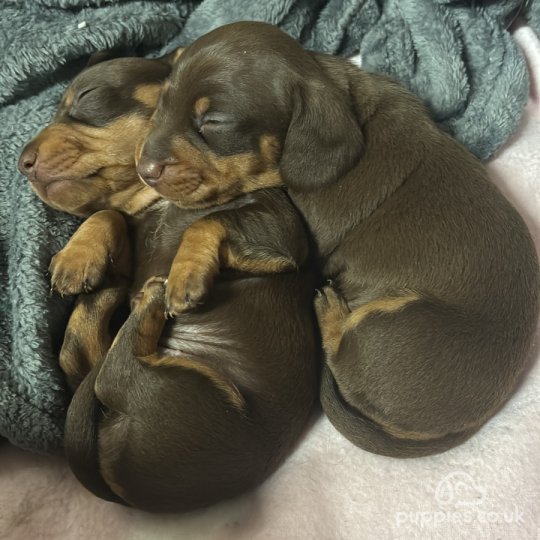 Dachshund (Standard & Miniature) - Both