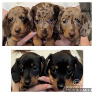 Dachshund (Standard & Miniature) - Both