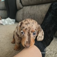 Dachshund (Standard & Miniature) - Both