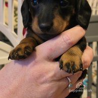 Dachshund (Standard & Miniature) - Both