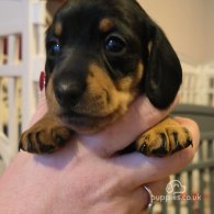 Dachshund (Standard & Miniature) - Both