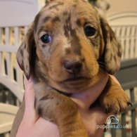 Dachshund (Standard & Miniature) - Both