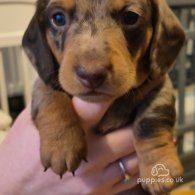 Dachshund (Standard & Miniature) - Both