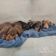 Dachshund (Standard & Miniature) - Dogs