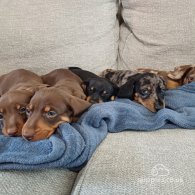 Dachshund (Standard & Miniature) - Dogs