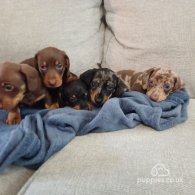 Dachshund (Standard & Miniature) - Dogs