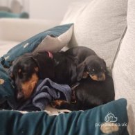 Dachshund (Standard & Miniature) - Dogs