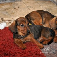 Dachshund (Standard & Miniature) - Both