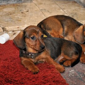 Dachshund (Standard &amp; Miniature) - Both