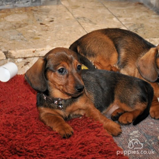 Dachshund (Standard & Miniature) - Both