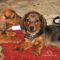 Dachshund (Standard & Miniature) - Both