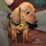 Dachshund (Standard & Miniature) - Both