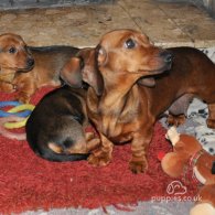 Dachshund (Standard & Miniature) - Both