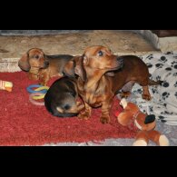 Dachshund (Standard &amp; Miniature) - Both