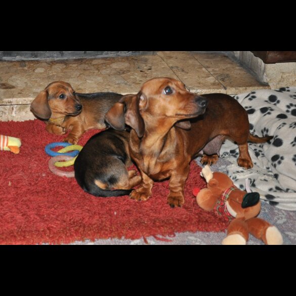 Dachshund (Standard &amp; Miniature) - Both