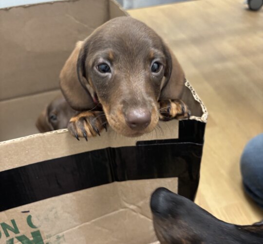 Dachshund (Standard &amp; Miniature)