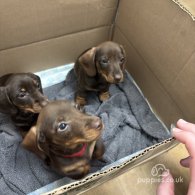 Dachshund (Standard & Miniature) - Bitches