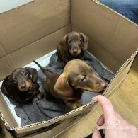 Dachshund (Standard & Miniature) - Bitches