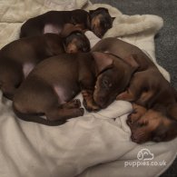 Dachshund (Standard & Miniature) - Bitches