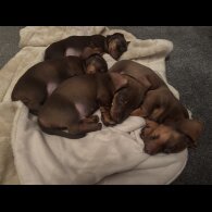 Dachshund (Standard &amp; Miniature) - Bitches