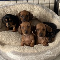 Dachshund (Standard & Miniature) - Both