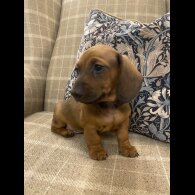 Dachshund (Standard &amp; Miniature) - Both