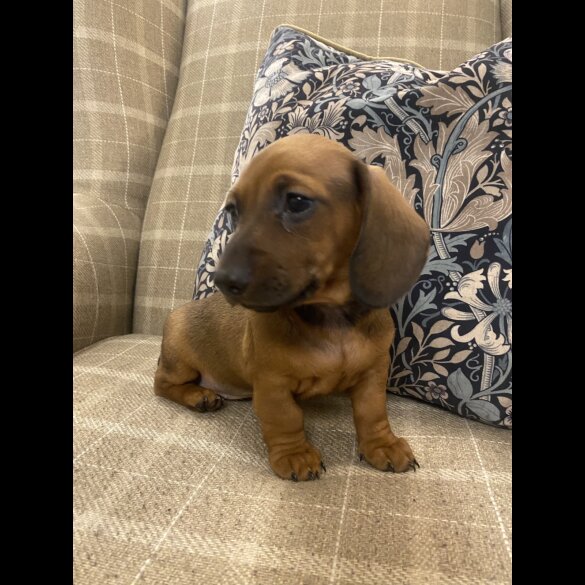 Dachshund (Standard &amp; Miniature) - Both