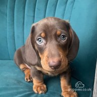 Dachshund (Standard & Miniature) - Dogs