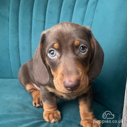 Dachshund (Standard & Miniature) - Dogs