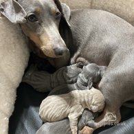 Dachshund (Standard & Miniature) - Both