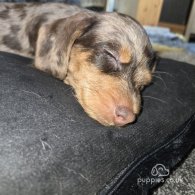 Dachshund (Standard & Miniature) - Both