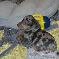 Dachshund (Standard & Miniature) - Both