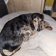 Dachshund (Standard & Miniature) - Both