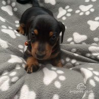 Dachshund (Standard & Miniature) - Both