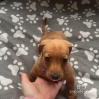 Dachshund (Standard & Miniature) - Both