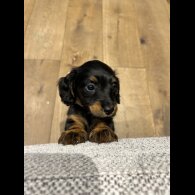 Dachshund (Standard &amp; Miniature) - Both