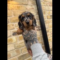 Dachshund (Standard &amp; Miniature) - Both