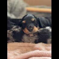 Dachshund (Standard &amp; Miniature) - Both