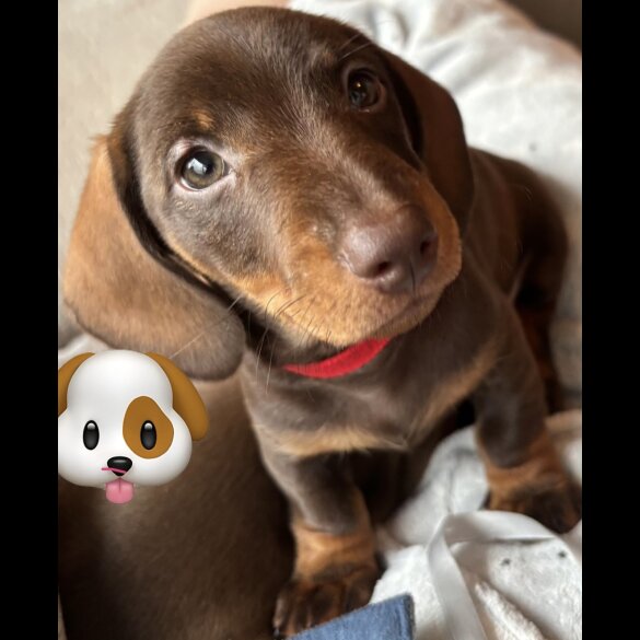 Dachshund (Standard &amp; Miniature) - Bitches