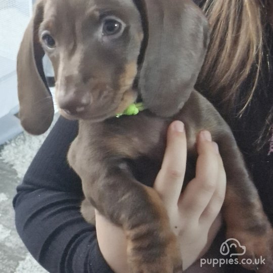 Dachshund (Standard & Miniature) - Both