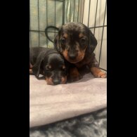 Dachshund (Standard &amp; Miniature) - Both