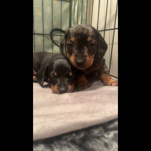 Dachshund (Standard &amp; Miniature) - Both