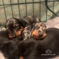 Dachshund (Standard & Miniature) - Both